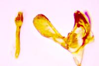 Phycitodes inquinatella