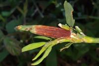 Augasma aeratella