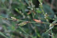 Augasma aeratella
