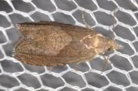 Dichrorampha simpliciana