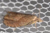 Dichrorampha simpliciana