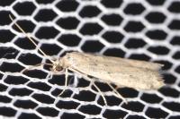 Phycitodes inquinatella
