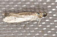 Phycitodes inquinatella