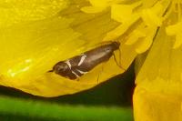 Glyphipterix simpliciella