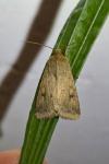 Helicoverpa armigera