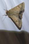 Helicoverpa armigera