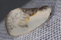 Cilix glaucata