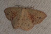 Cyclophora punctaria
