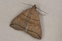 Herminia grisealis