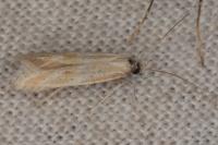 Ptocheuusa paupella