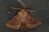 Lasiocampa trifolii