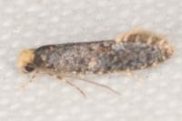Monopis laevigella