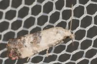 Cochylis posterana