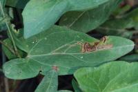 Stigmella freyella