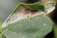 Caloptilia cuculipennella