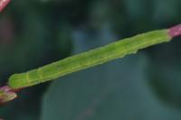Scoliopteryx libatrix