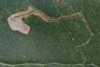 Stigmella trimaculella