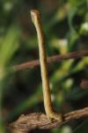 Lythria purpuraria