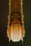 Lythria purpuraria