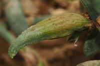Augasma aeratella