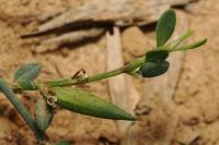 Augasma aeratella