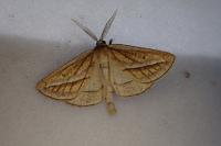 Chariaspilates formosaria