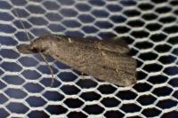 Schrankia costaestrigalis