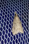 Eudonia pallida