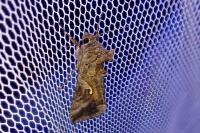 Autographa gamma