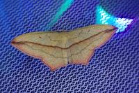 Timandra comae