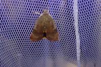 Noctua janthe/janthina