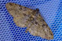 Peribatodes rhomboidaria