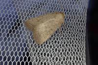 Hoplodrina ambigua