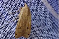 Noctua pronuba