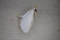 Sphrageidus similis