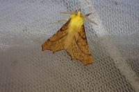 Ennomos alniaria