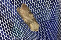 Agrotis puta