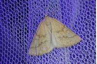 Aspitates ochrearia