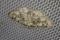 Cleorodes lichenaria