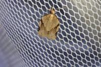 Clepsis spectrana