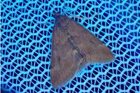 Pyrausta despicata