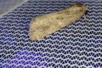 Spodoptera exigua