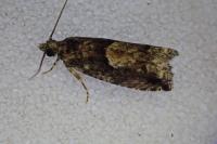 Epinotia immundana