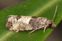 Spilonota ocellana