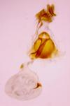 Dichrorampha vancouverana
