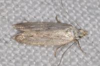 Anarsia spartiella