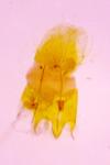 Anarsia spartiella