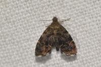 Anthophila fabriciana