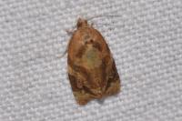 Ditula angustiorana