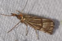 Chrysocrambus linetella
